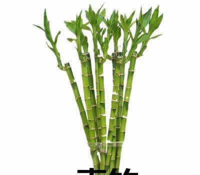 合适办公室的绿色植物-富贵竹